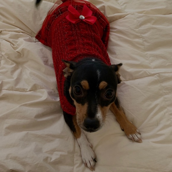 Meet your Posher, Emily Ann - Picture 7 of 8